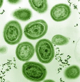 Image of Prochlorococcus marinus organism