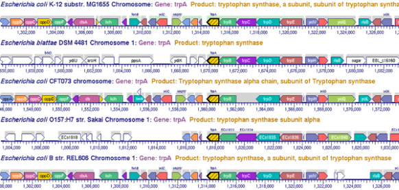 Multi-Genome Browser
